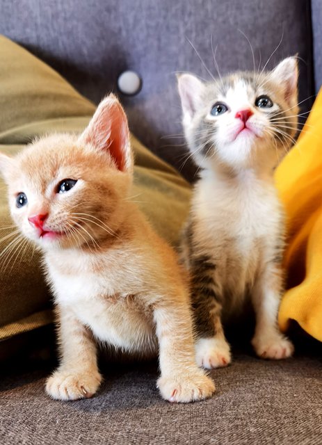 🐾peaches &amp; Pixie🐾 - Domestic Short Hair Cat