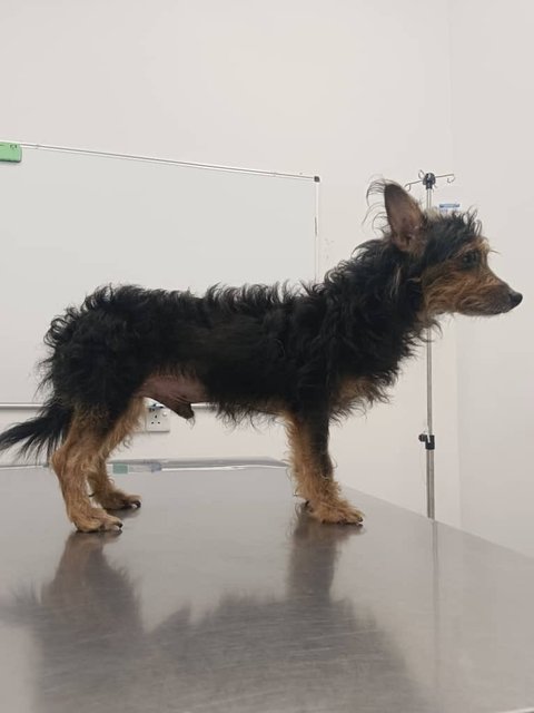 PF135190 - Mixed Breed Dog