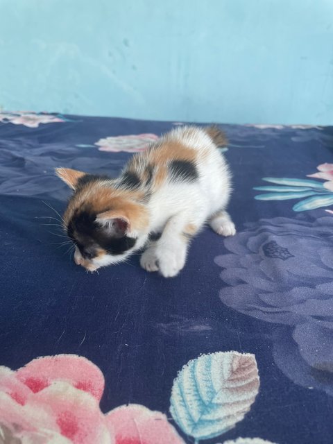 Comot, Madani, Cloudy/cody - Calico + Domestic Medium Hair Cat