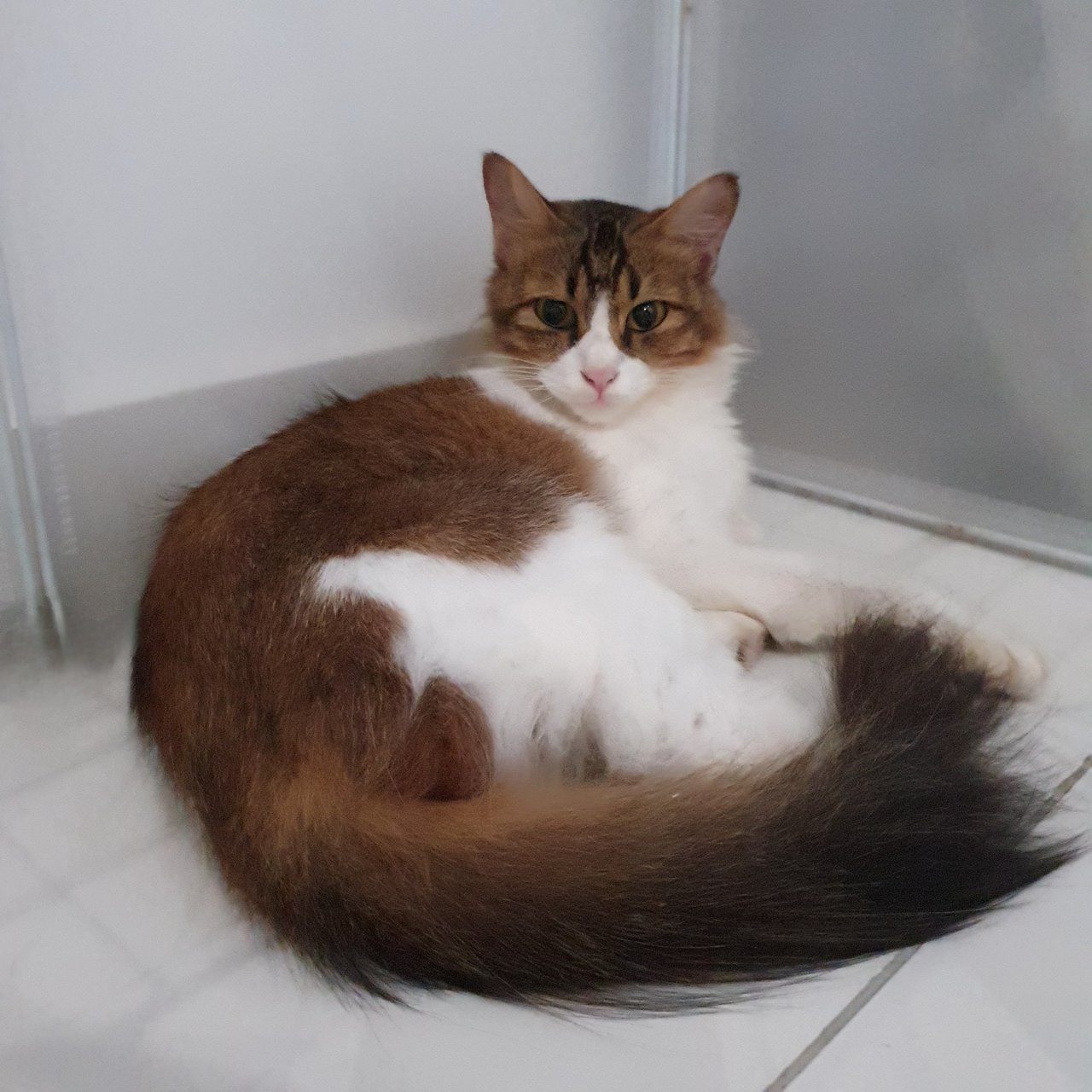 Celine - Domestic Medium Hair Cat