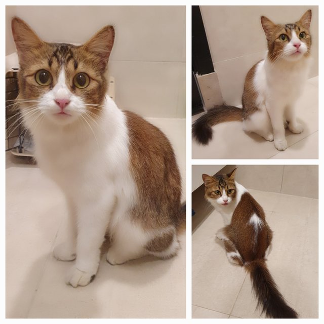 Celine - Domestic Medium Hair Cat