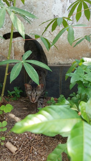 Mr Frodo - Tabby Cat