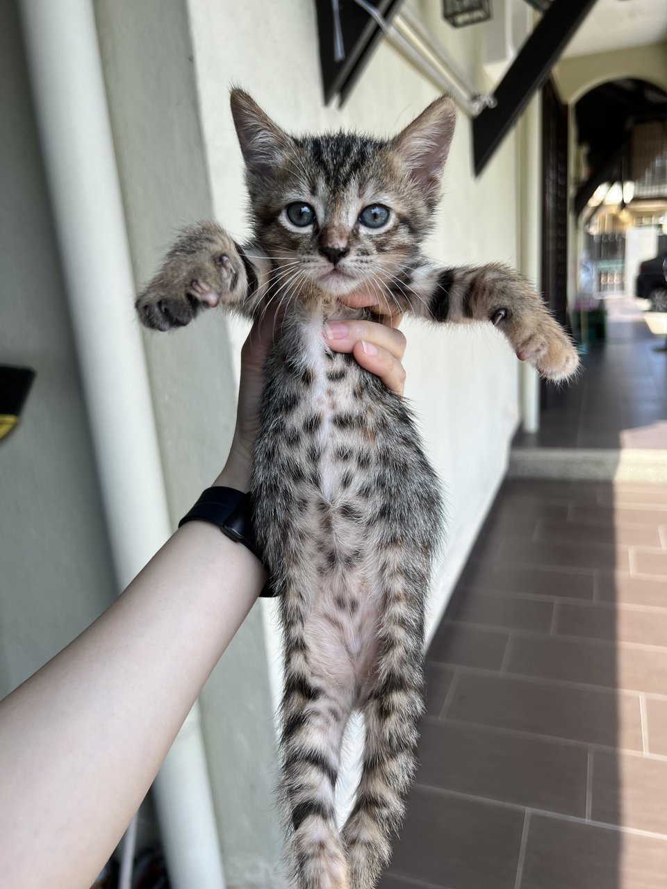 Pepper, Curry &amp; Cinnamon - Domestic Short Hair Cat