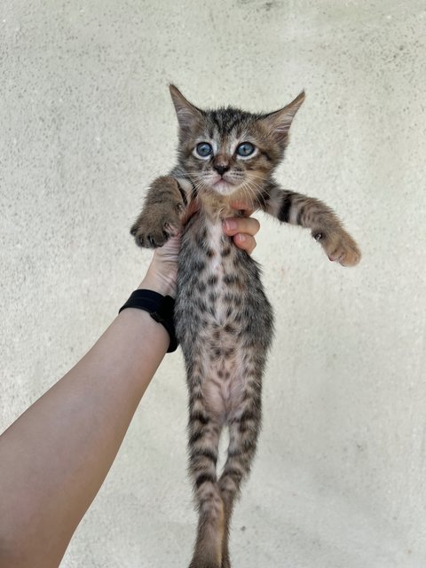 Pepper, Curry &amp; Cinnamon - Domestic Short Hair Cat