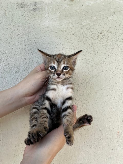 Pepper, Curry &amp; Cinnamon - Domestic Short Hair Cat