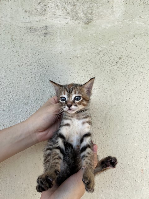 Pepper, Curry &amp; Cinnamon - Domestic Short Hair Cat