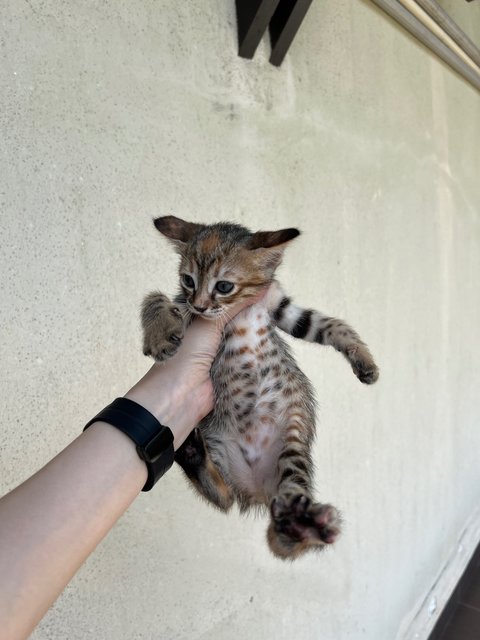 Pepper, Curry &amp; Cinnamon - Domestic Short Hair Cat