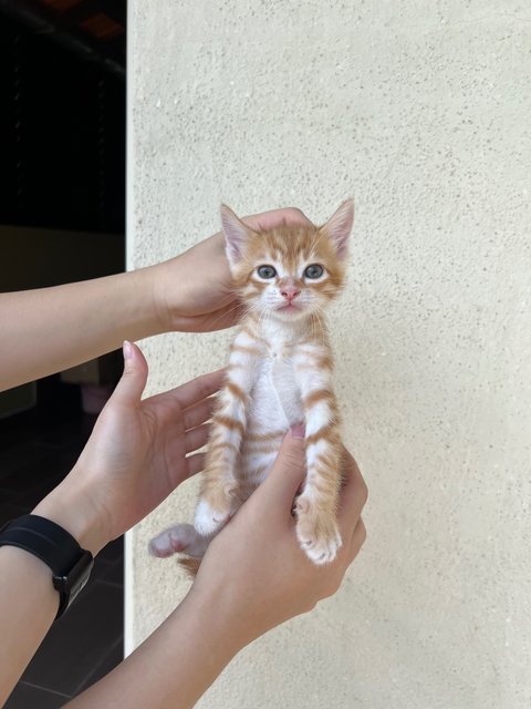 Pepper, Curry &amp; Cinnamon - Domestic Short Hair Cat