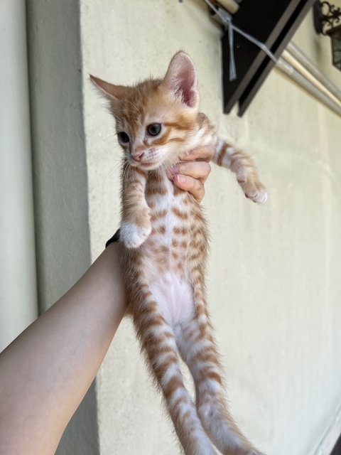 Pepper, Curry &amp; Cinnamon - Domestic Short Hair Cat