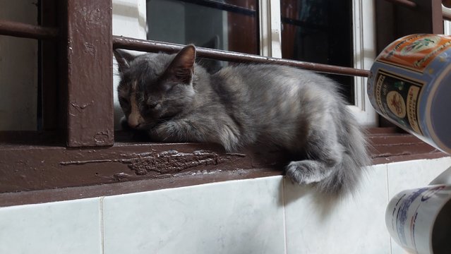 Lady Asher - Domestic Medium Hair + Silver Cat