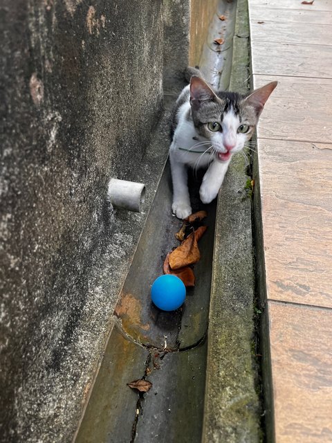 Kiyo - Domestic Short Hair + Tabby Cat