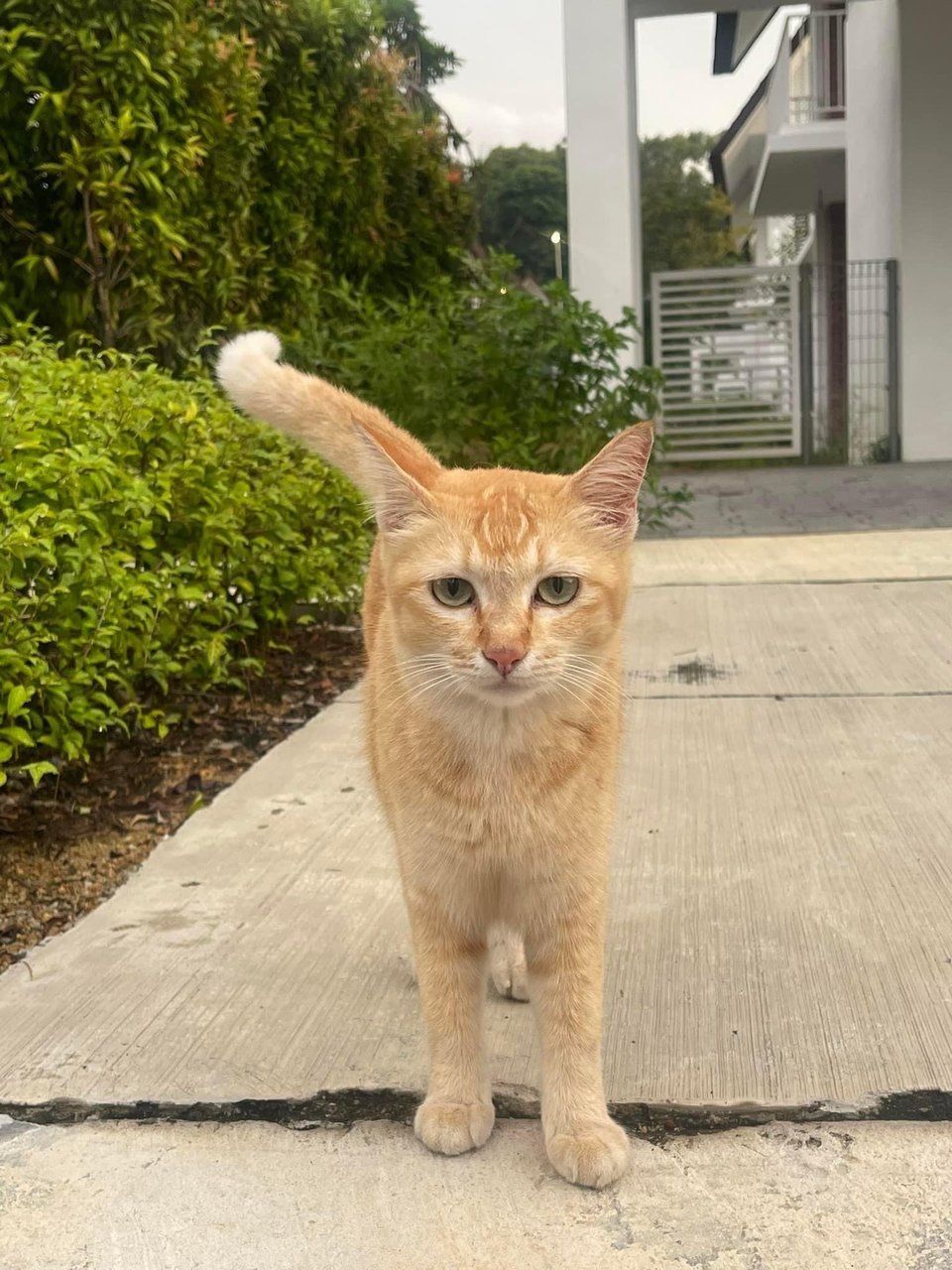 Oyen  - Domestic Short Hair Cat