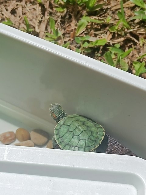 Shadow And Calcifer  - Turtle Reptile