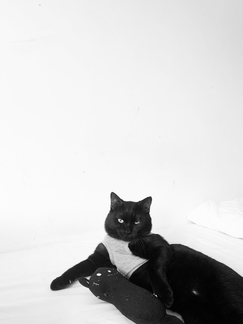 Smokey Bart - Bombay Cat