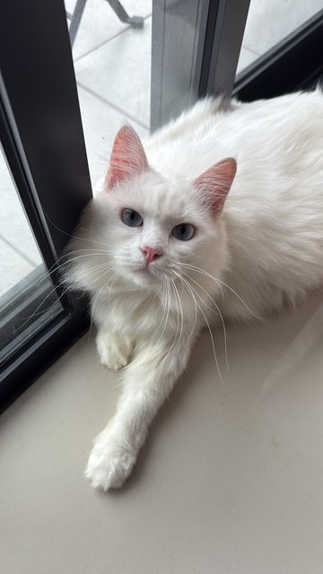 Snowey Bart - Turkish Angora Cat