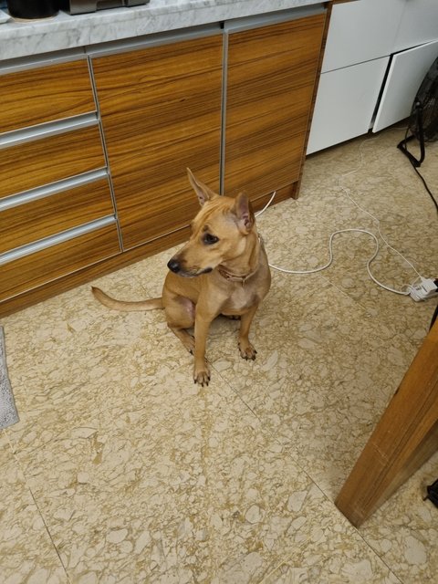 Chuchu - Mixed Breed Dog