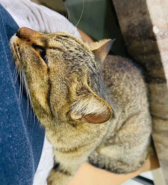 Sayang - Domestic Short Hair Cat