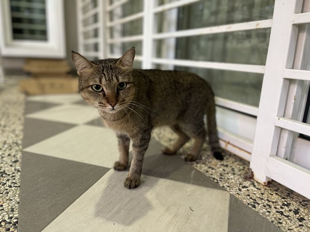 Sayang - Domestic Short Hair Cat