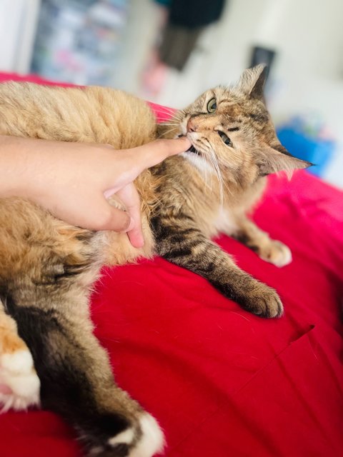 Nala Aka Granny - Domestic Long Hair Cat