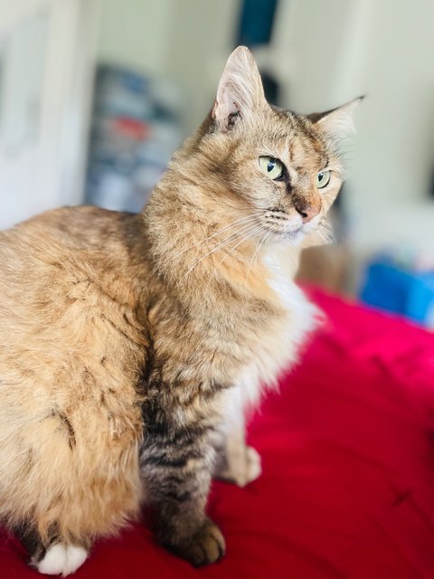 Nala Aka Granny - Domestic Long Hair Cat