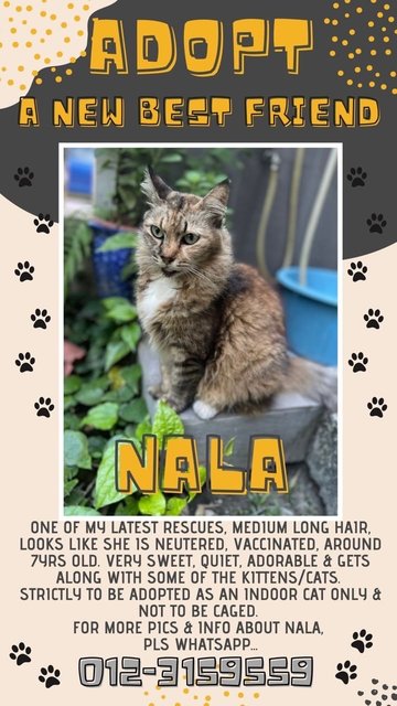 Nala Aka Granny - Domestic Long Hair Cat