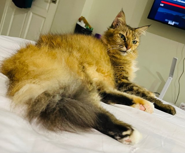 Nala Aka Granny - Domestic Long Hair Cat