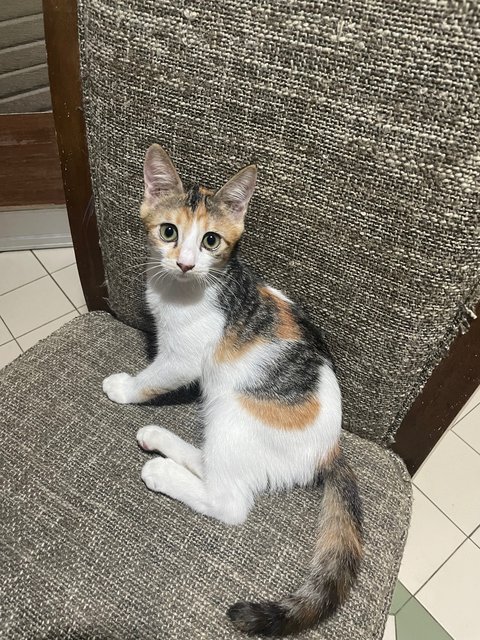 Putih &amp; Oyen - Domestic Long Hair Cat