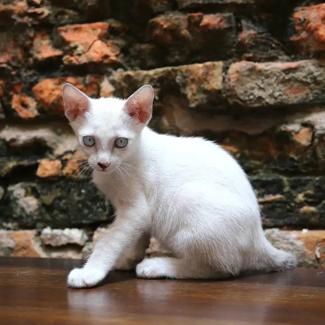 Cappuccino  - Domestic Short Hair Cat