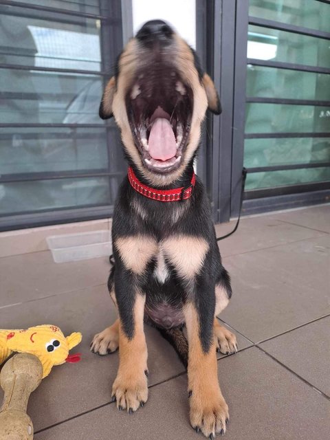 Donut  - Mixed Breed Dog