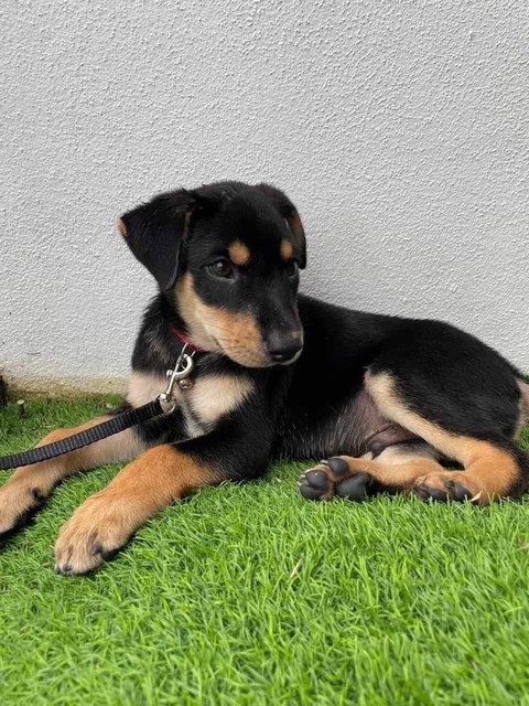 Donut  - Mixed Breed Dog