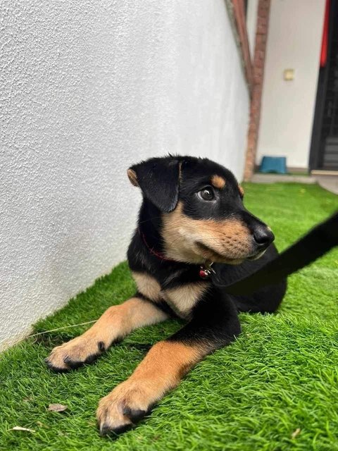 Donut  - Mixed Breed Dog