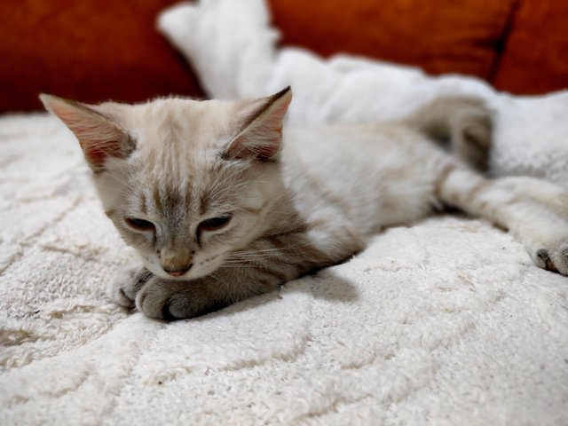 Zai - British Shorthair Cat