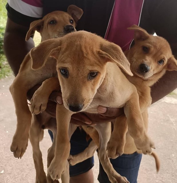 Millie , Snoopy , Bella  - Mixed Breed Dog