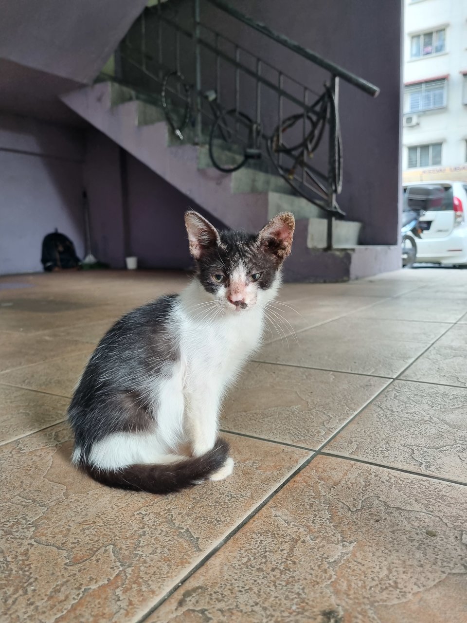 Alton - Domestic Medium Hair Cat