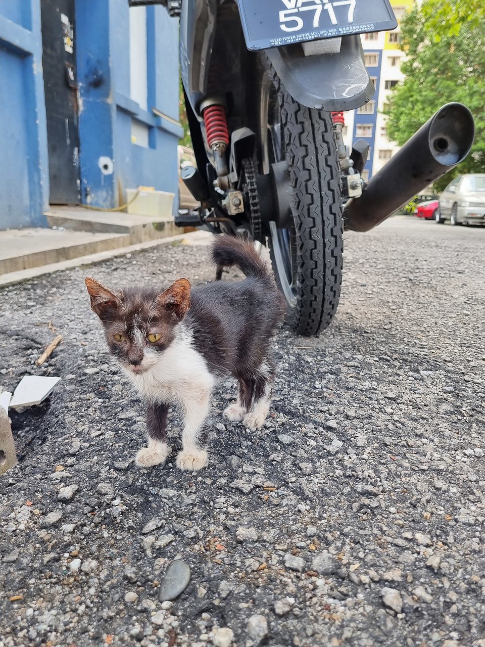 Elise - Domestic Medium Hair Cat