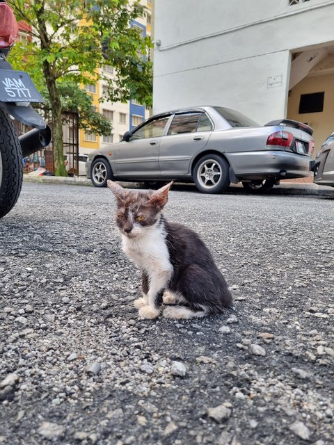 Elise - Domestic Medium Hair Cat