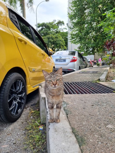 Lily - Oriental Tabby Cat