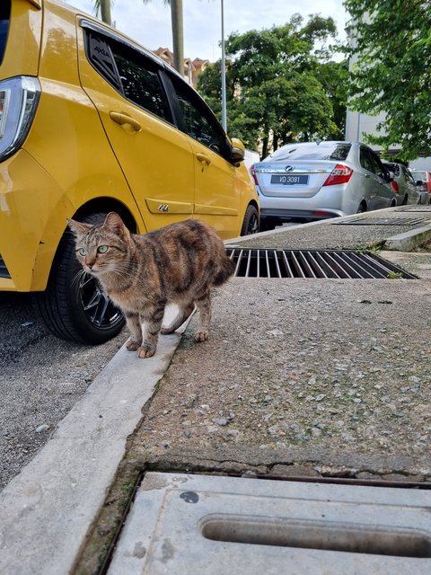 Lily - Oriental Tabby Cat