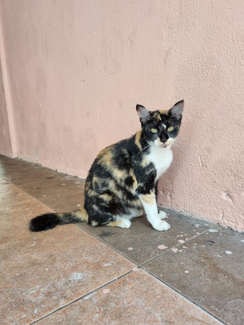 Cally - Calico Cat