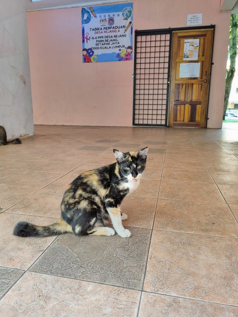 Cally - Calico Cat