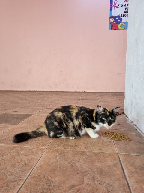 Cally - Calico Cat