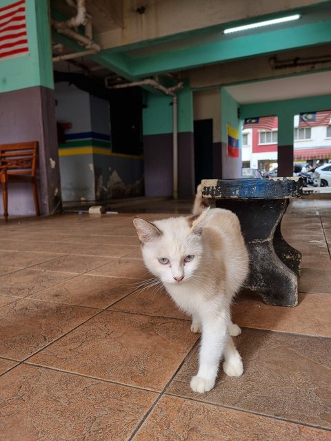 Mius - Domestic Medium Hair Cat