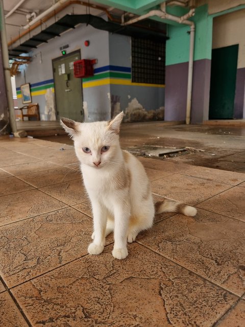 Mius - Domestic Medium Hair Cat