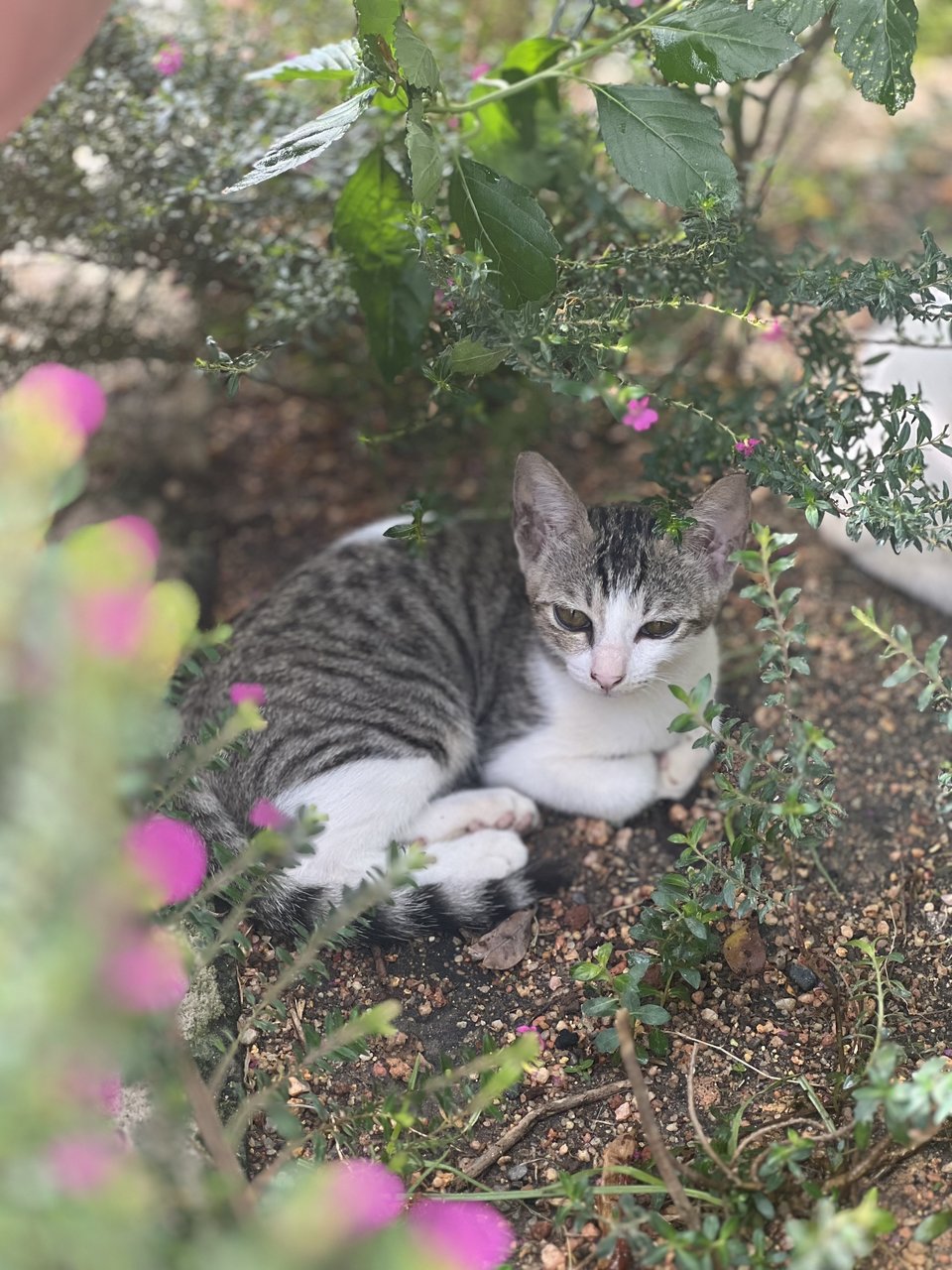 Fish - Tabby Cat