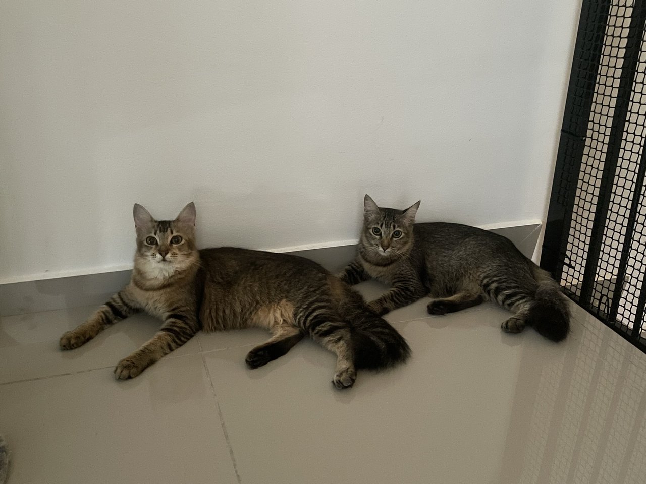 Kitty Boy And Kitty Girl - Domestic Medium Hair Cat