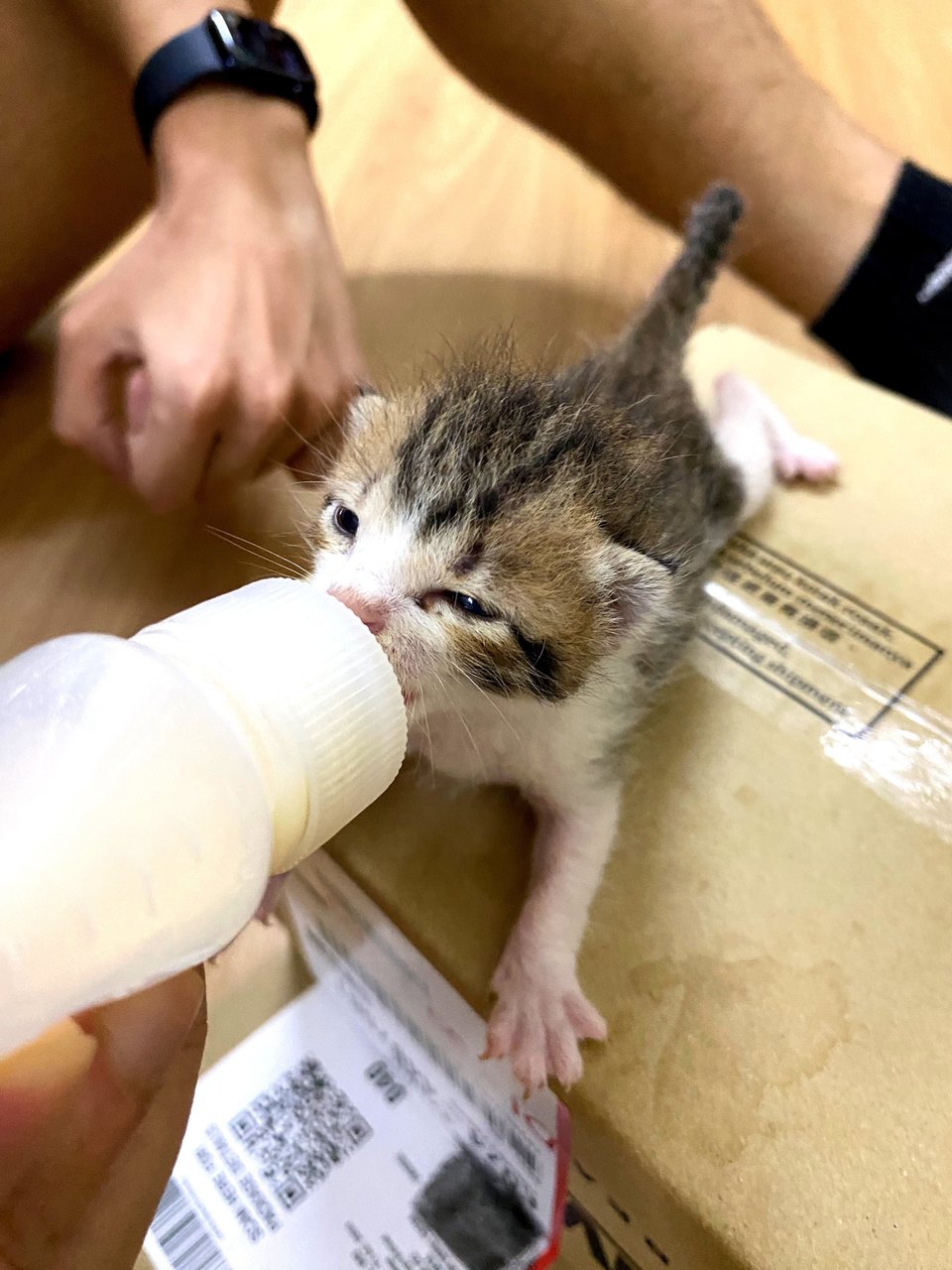 Mocha The Baby - Domestic Short Hair Cat