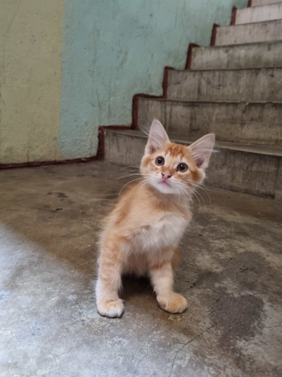 Boyboy - Domestic Long Hair Cat