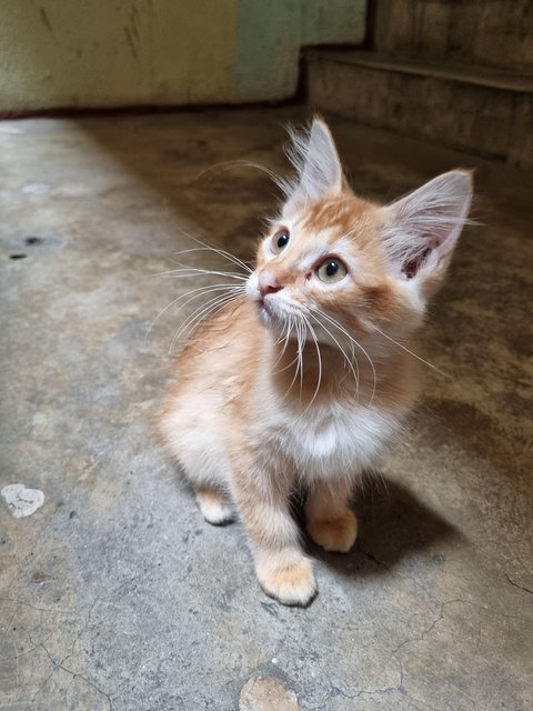 Boyboy - Domestic Long Hair Cat