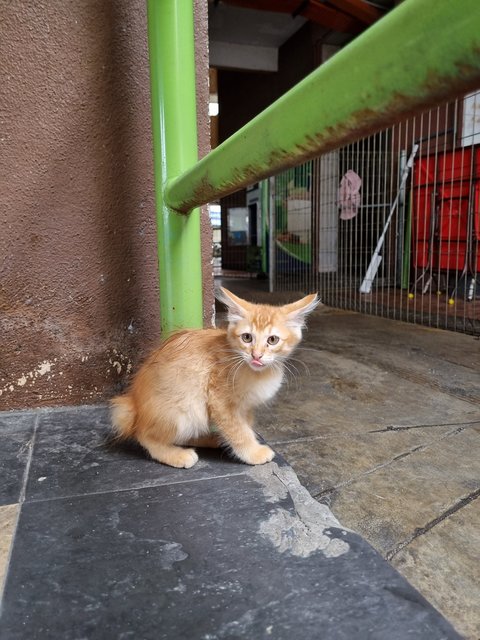 Boyboy - Domestic Long Hair Cat