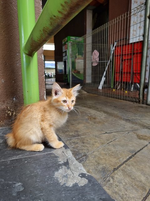 Boyboy - Domestic Long Hair Cat